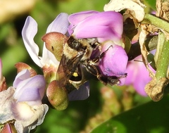 Centris flavofasciata