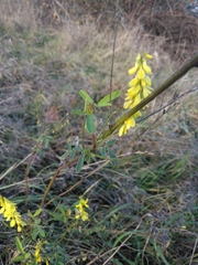 Melilotus officinalis