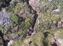 Onchidella steindachneri