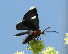 Melanchroia vazquezae