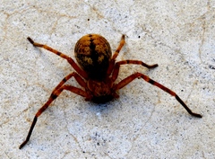 Curicaberis culiacan