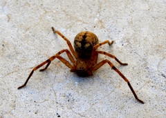 Curicaberis culiacan