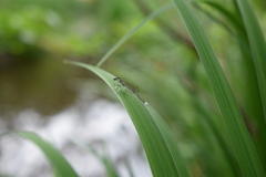 Aciagrion migratum