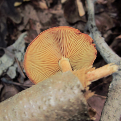 Gymnopilus liquiritiae