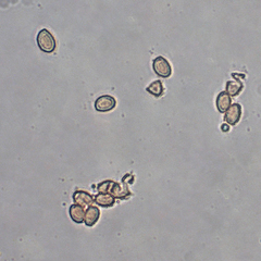 Gymnopilus liquiritiae