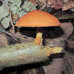 Gymnopilus liquiritiae