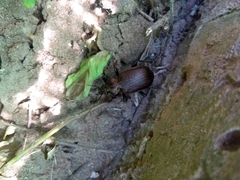 Calosoma argentinense