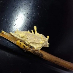 Akanthomyces tuberculatus