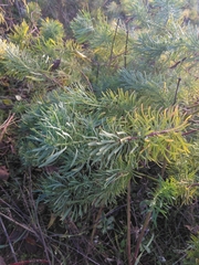 Euphorbia cyparissias