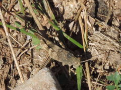 Oedipoda germanica