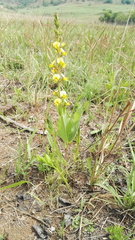 Argyrolobium robustum