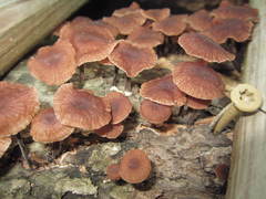 Gymnopus foetidus