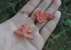 Eriolobus trilobatus
