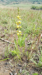 Argyrolobium robustum