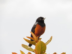 Diglossa gloriosissima