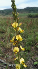 Argyrolobium robustum