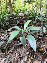 Tacca integrifolia