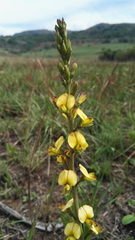 Argyrolobium robustum