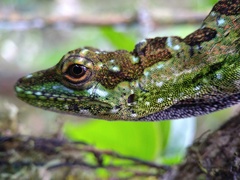 Antiodlula Anole photo 2