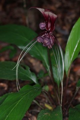 Tacca integrifolia