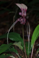 Tacca integrifolia