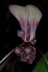 Tacca integrifolia