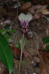 Tacca integrifolia