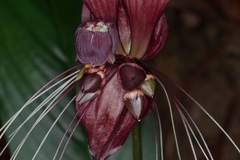 Tacca integrifolia