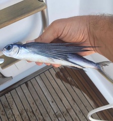 Cheilopogon melanurus