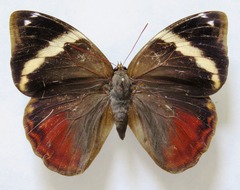 Opsiphanes tamarindi tamarindi