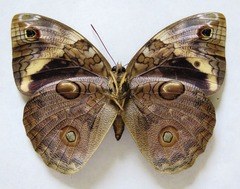 Opsiphanes tamarindi tamarindi