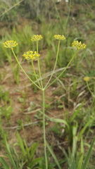 Afrosciadium magalismontanum