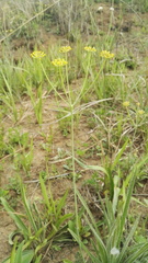 Afrosciadium magalismontanum