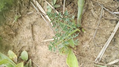 Afrosciadium magalismontanum
