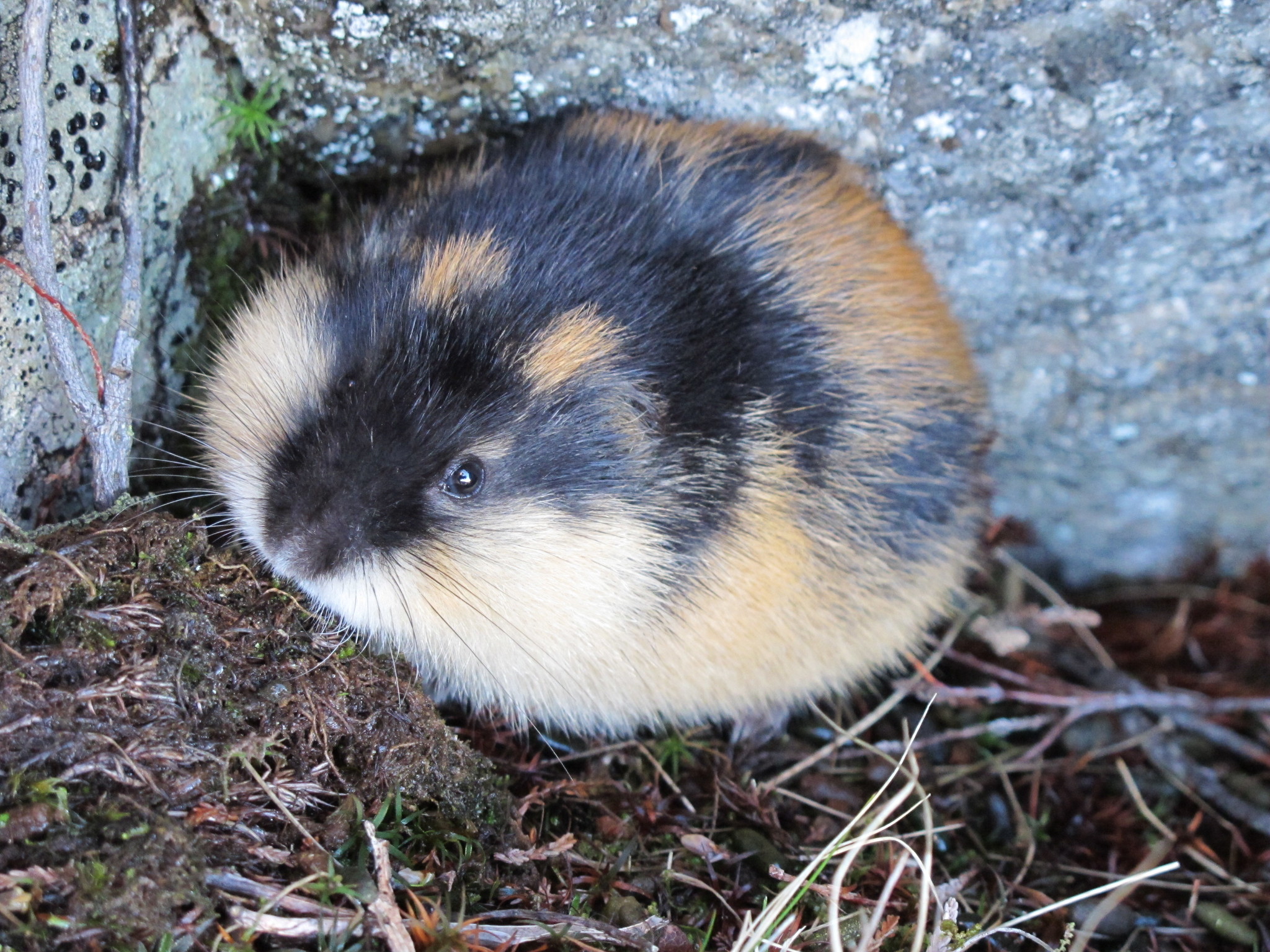 Pronunciation of Lemming  Definition of Lemming 