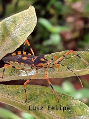 Zelus armillatus
