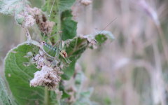 Poecilimon thessalicus