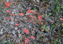 Eriolobus trilobatus