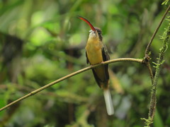 Phaethornis syrmatophorus