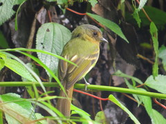 Leptopogon rufipectus