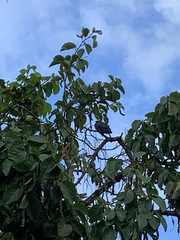 Patagioenas leucocephala