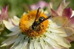 Neocorynura