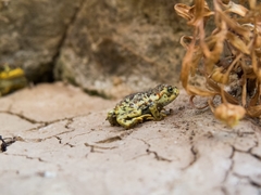 Rhinella atacamensis