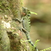 Malayan Crested Lizard - Photo (c) Cheong Weng Chun, some rights reserved (CC BY-NC), uploaded by Cheong Weng Chun
