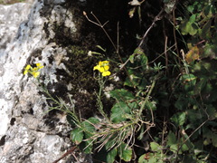 Erysimum maremmanum