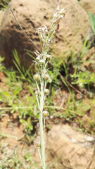 Trachyandra saltii