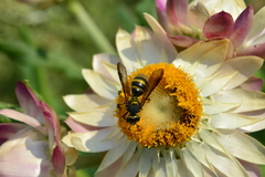 Neocorynura