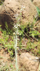 Trachyandra saltii