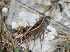 Calliptamus italicus