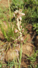 Trachyandra saltii